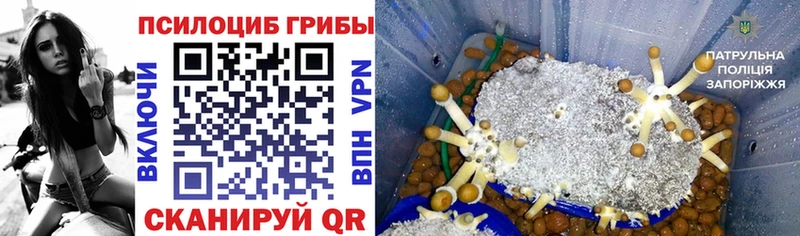 Купить где  Волжск  Псилоцибиновые грибы GOLDEN TEACHER 